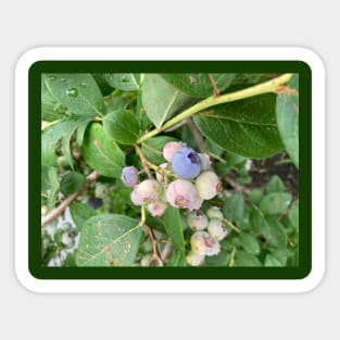 Ripening Blueberries Sticker